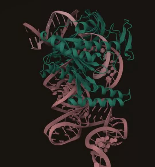 The designed nuclease, folded, with its guide strand